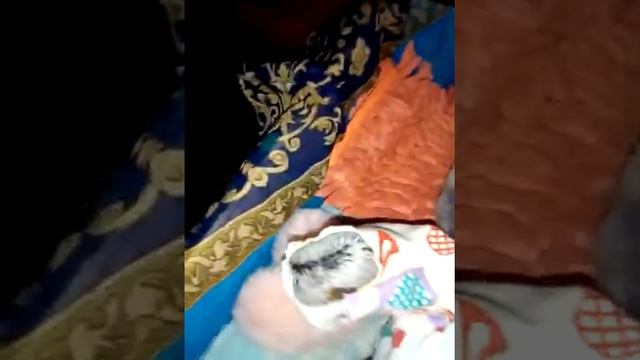 Басик ложиться спать. смотреть онлайн
