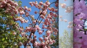 песни про весну это весна пришла опять на землю Христианские песни про весну