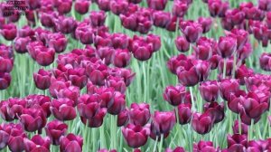 ?Красивая Фортепианная Музыка. Расслабляющая, Спокойная Музыка для Снятия Стресса, Релаксации, Сна.