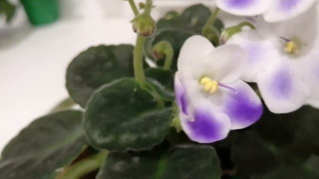 Фиалка сорт Оптимара Микельанджело/Optimara Michelangelo .