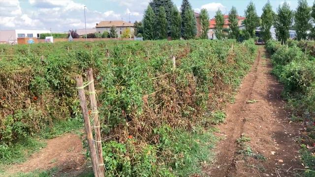 Storie di biodiversità, Ep. I: il pomodoro riccio di Parma смотреть онлайн