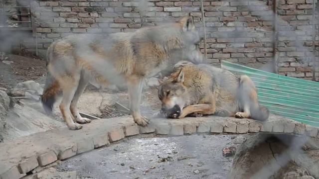Вовки, Зоопарк місто Тбілісі, Грузія смотреть онлайн