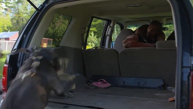 Training Pit bull: Kobe, son to giant pitbull, Hulk смотреть онлайн