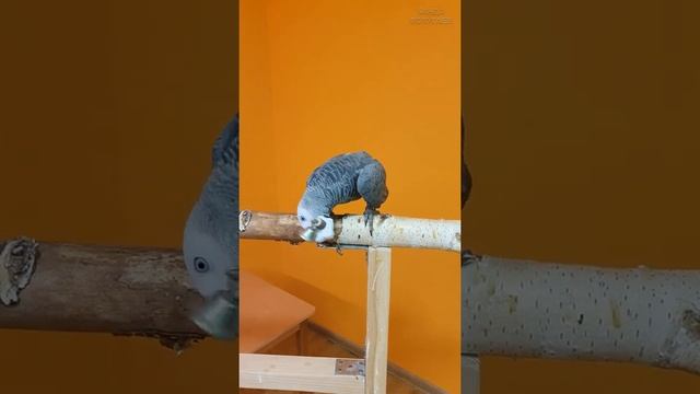 Попугай жако, его игрушка и звуки Bird Room #shorts смотреть онлайн