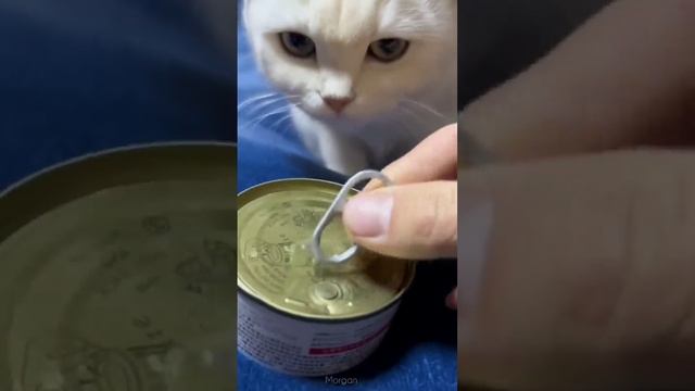 FUNNY CATS And DOGS ?? New Funniest Animals Videos 2024
#cuteanimals #funnyanimals