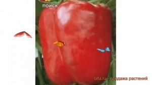 Перец сладкий Геракл (gerakl gerakl) ? сладкий перец Геракл обзор: как сажать, семена перца Геракл