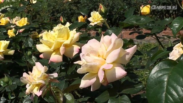 Знак Зодиака Женщина-Козерог: Характеристика и Совместимость смотреть онлайн