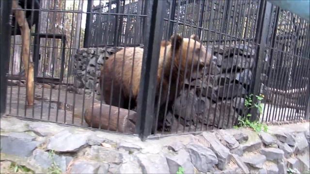 Животные в зоопарке. Осень сентябрь-октябрь 2018 года смотреть онлайн