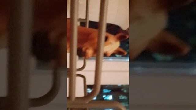 история Беллы часть 2 смотреть онлайн