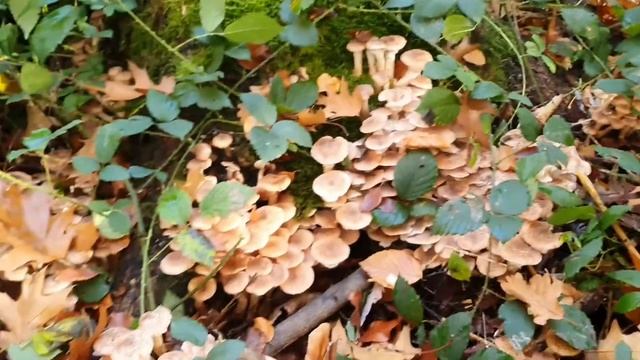 Грибалка на опят смотреть онлайн