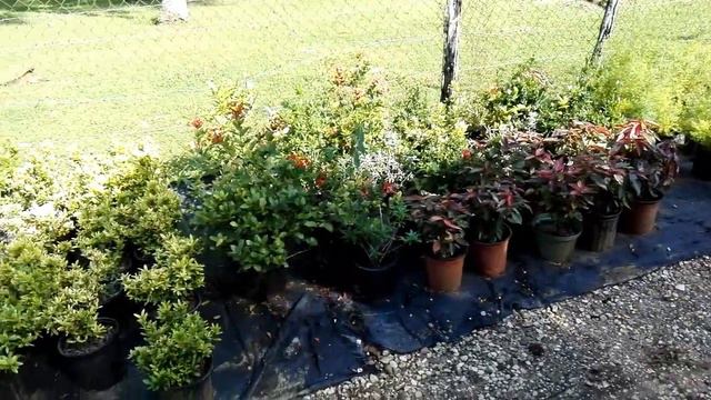 VISITING A NURSERY IN BOGUE ST.ELIZABETH JAMAICA | NORTHERN ST.ELIZABETH A HIDDEN GEM |JAMAICA VLO смотреть онлайн