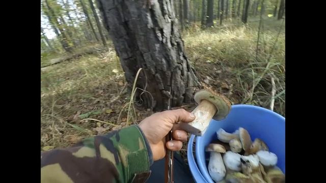 Грибы Сбор белых грибов Осень 2020 смотреть онлайн
