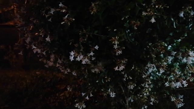 кто-то из бражников смотреть онлайн