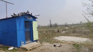 Серпастые голуби Зугрэса Сергиенко Д. С. 17.04.2020