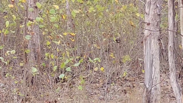 हमने देखे 3 टाइगर - Panna National Park Safari | Panna tiger reserve | panna wildlife sanctuary смотреть онлайн