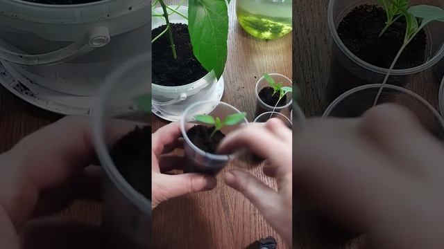 Заглублять ли перец при пикировке? смотреть онлайн