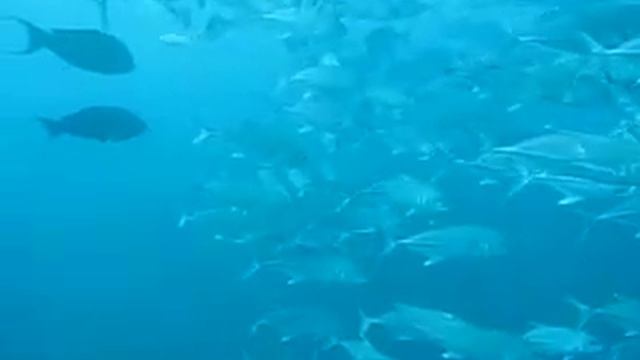 School of Jack - Tulamben Bali, Indonesia смотреть онлайн