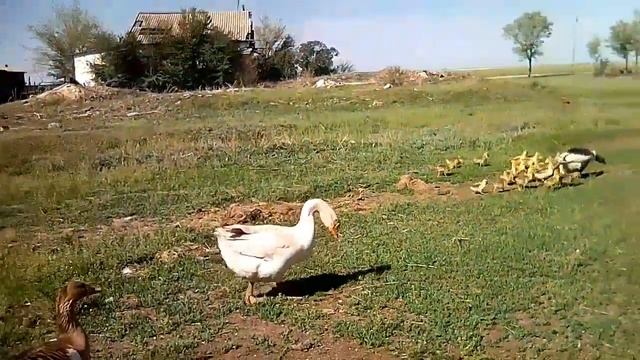 Гусак однолюб. смотреть онлайн