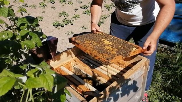 Итоги развития пчелопакетов за месяц смотреть онлайн