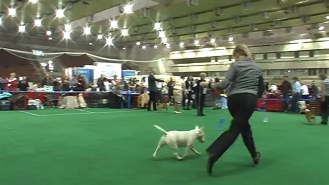 Шоу Чемпионов "Золотой Ошейник-2010". смотреть онлайн