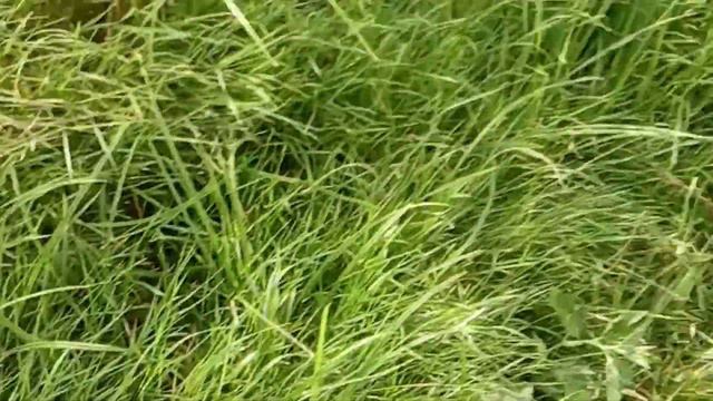 Краматорск Торец и караси. смотреть онлайн