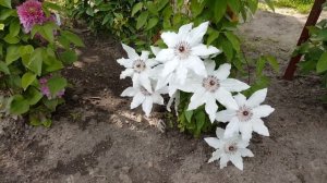 Клематис Мисс Вейтман . Clematis Miss Bateman  . Английские сорта клематисов . Группа Патенс .