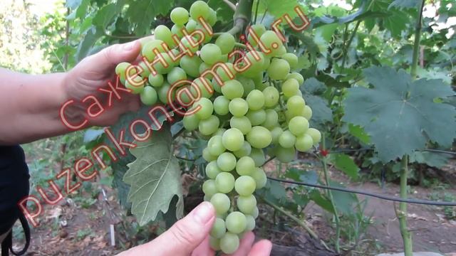 Сорта винограда созревающие на 25 07 2017 (Пузенко Н.Л.) смотреть онлайн