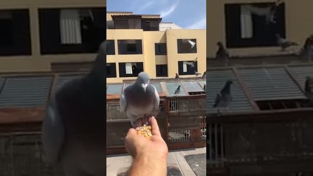 PALOMAS MENSAJERAS PERU смотреть онлайн