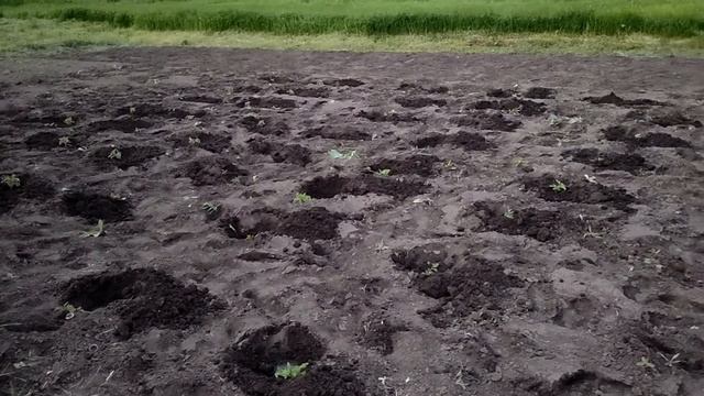 Купили дом в Станице. Наводим порядок. Работаем в огороде. смотреть онлайн