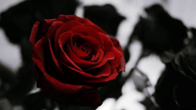 Популярные русские песни и фото онлайн смотреть онлайн