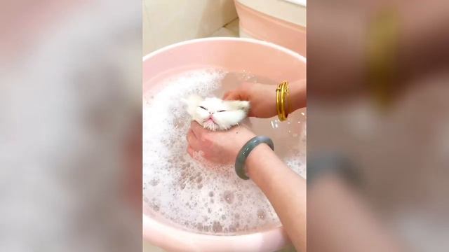 Funny Animal Video 😂 Funniest Cats And Dogs 🐕🐈Funny And Cute Moment Of The Animals #2