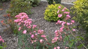 Кустовая бельгийская роза Alden Biesen