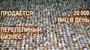 Продажа перепелиного бизнеса.  Ферма Перепёлочка 20 000 яиц в день. Общая площадь 1600 квадратов