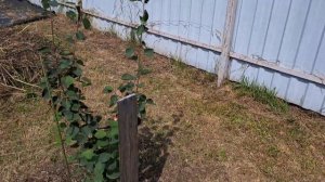 Ирга Мартин и Тиссен