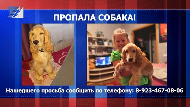 Помогите найти четвероногого друга смотреть онлайн