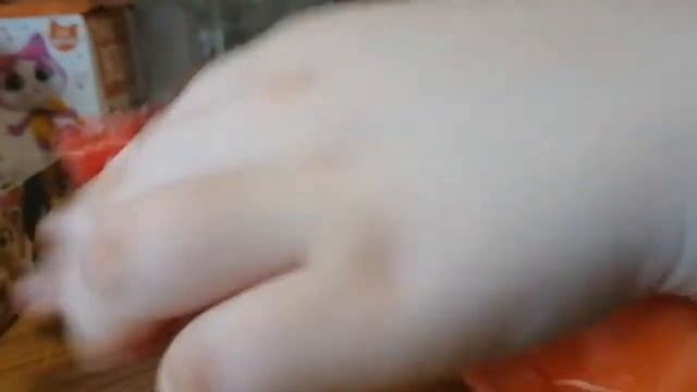 44 CATS SBOX 2020 НОВАЯ КОЛЛЕКЦИЯ - 44 Котёнка