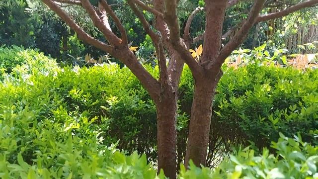 Сосна обыкновенная Ватери Pinus Sylvestris Watereri смотреть онлайн