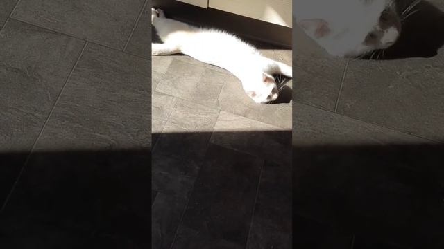 все они понимают! #влог #животные #кот смотреть онлайн