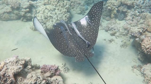 Заповедник Рас-Мохаммед. Красное море. Египет ??. Шарм эль Шейх. Дайвинг