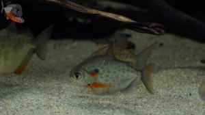 Аквариум без растений, биотопный аквариум