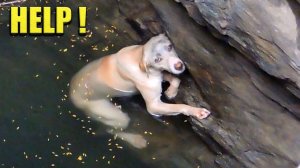 Уникальные кадры спасения животных. Люди помогают животным оказавшимся в беде #4