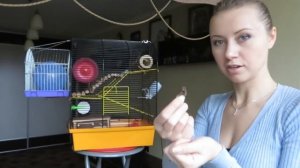 Чем кормить хомяка джунгарского хомячка