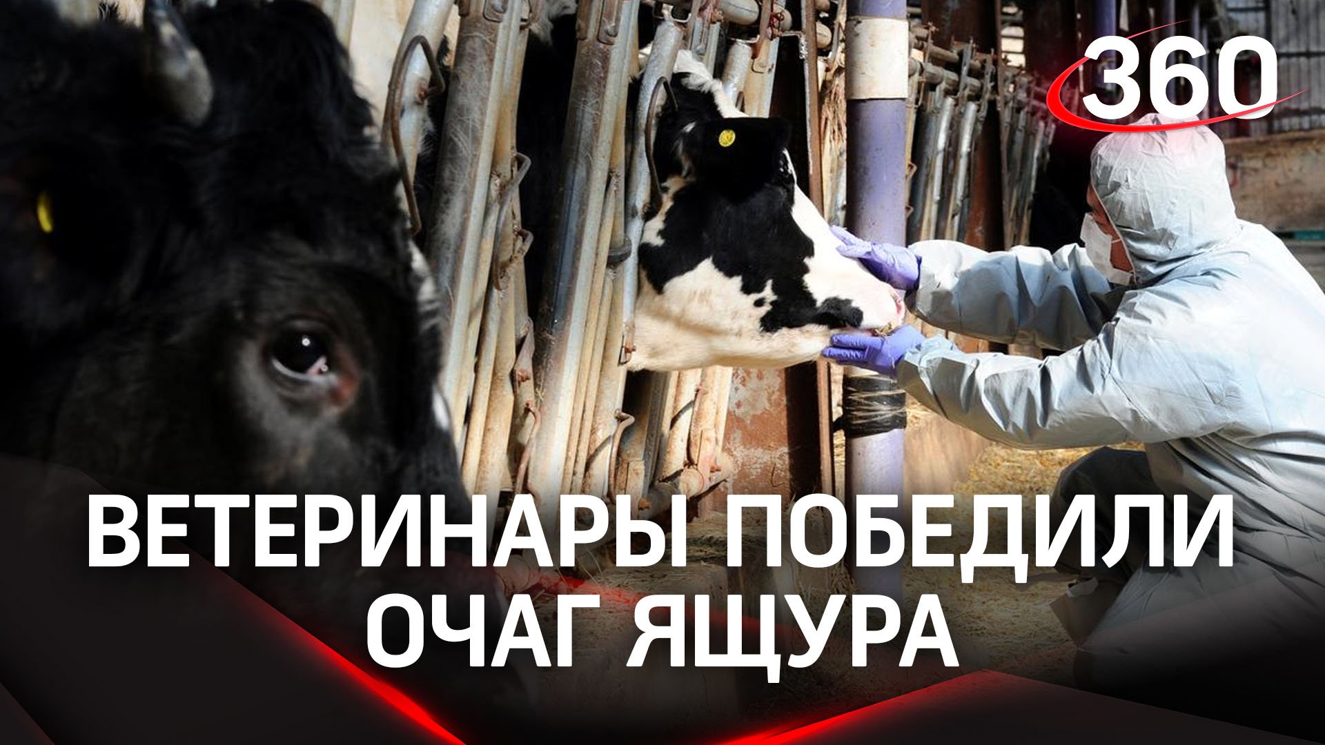 Подмосковные ветеринары отработали методы борьбы с ящуром смотреть онлайн