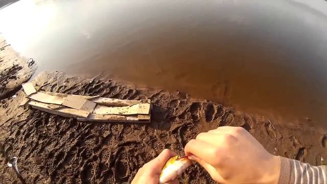 Мормышинг. Большая красноперка на мормышку (Trapara 602XUL) смотреть онлайн