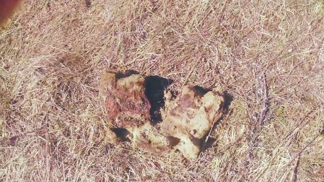 Поиск злата серебра. Коп в заброшенной деревне с Ака Cигнум Sft 7272.