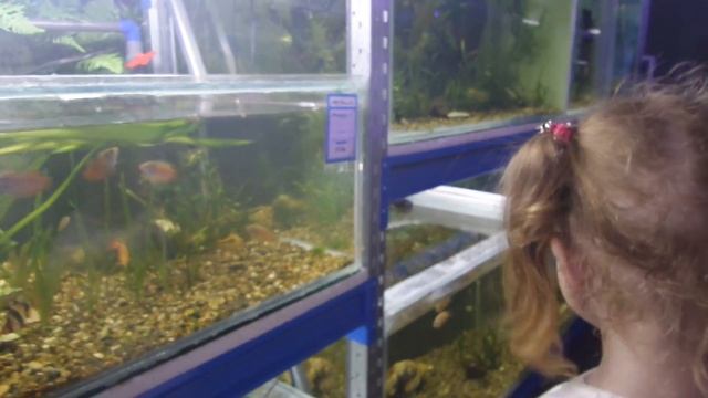 Чудо Юдо или рыбки Лунтики с лапками Рыба клоун танцует Выбираем рыбок в магазине смотреть онлайн