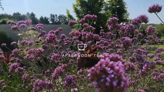 Afternoon tea with verbena bonariensis смотреть онлайн