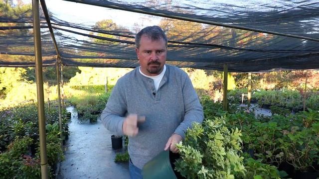 How to grow Goshiki Osmanthus (Variegated False Holly) with a detailed description смотреть онлайн