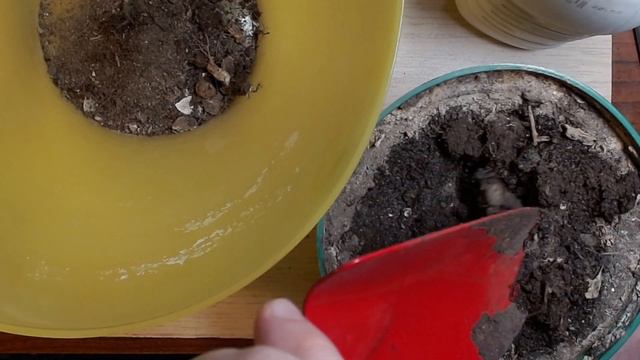 Легко и просто как посадит вырастить огурцы дома огурец в домашних условиях на подоконнике смотреть онлайн