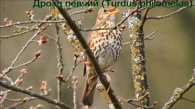 Виды дроздов Алтайского края с песней смотреть онлайн